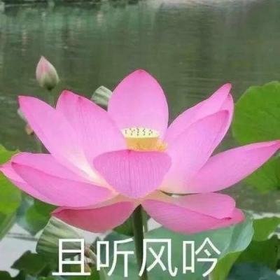 特别提醒！错过不再！深圳目前唯一一个“1字头”精装修的安居房申购仅剩最后2天！！